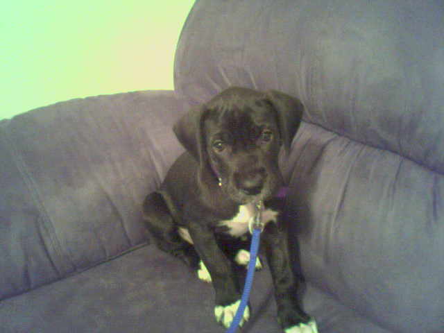 Mt New Dane Gypsy!