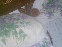Can you spot the Iguana?