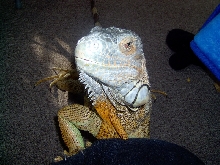 Ziggy (again)
