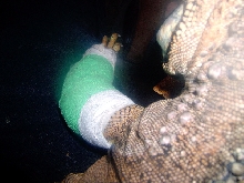 Ziggy's Cast