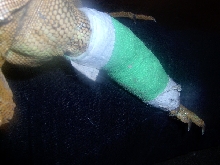 Another of Ziggy's Cast