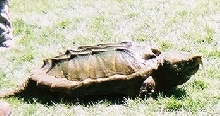 Alligator Snapper checking things out.