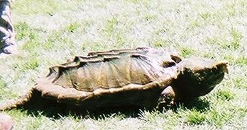 Alligator Snapper checking things out.