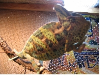 my veiled chameleon