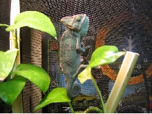 female veiled chameleon