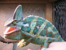 my veiled chameleon