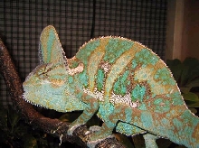 male veiled