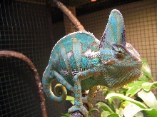 male veiled
