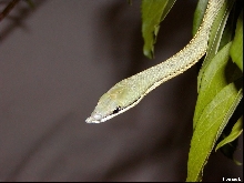Philodryas baroni