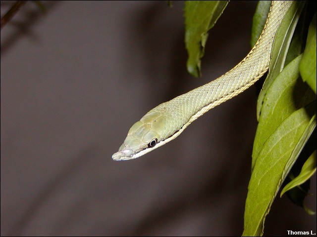 Philodryas baroni