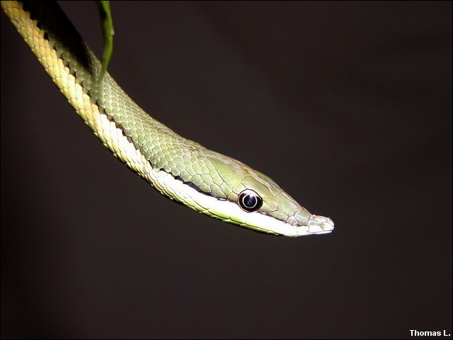 Philodryas baroni