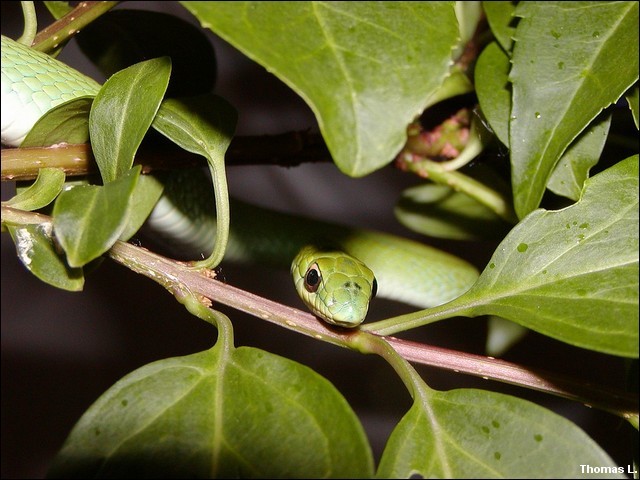 Philodryas aestivus