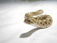 Heterodon nasicus nasicus
