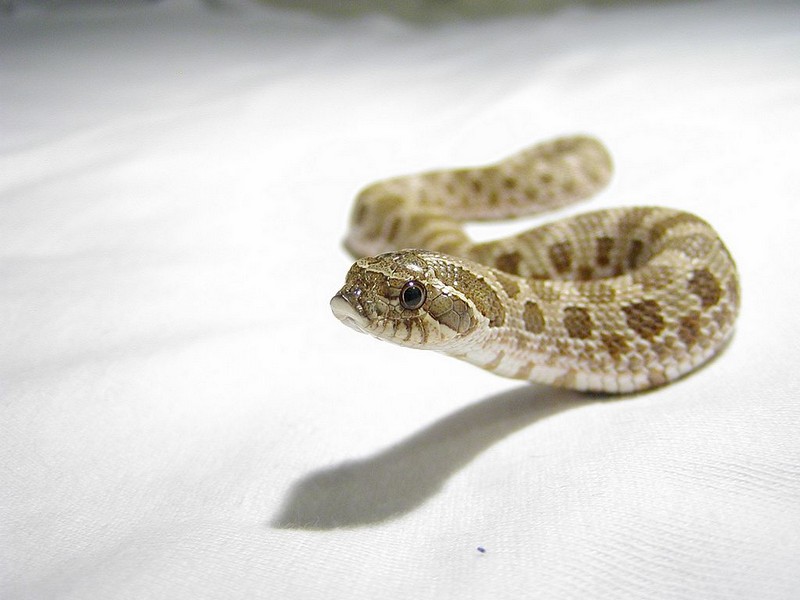 Heterodon nasicus nasicus