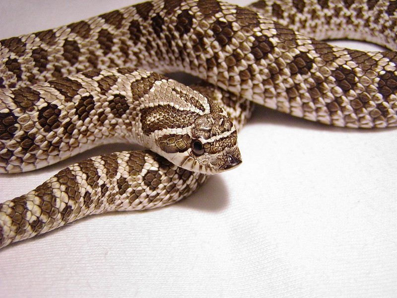 Heterodon nasicus nasicus