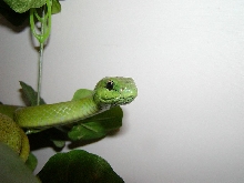 Philodryas olfersii