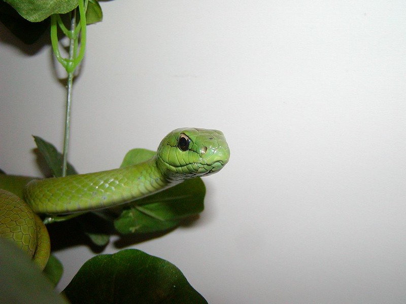 Philodryas olfersii