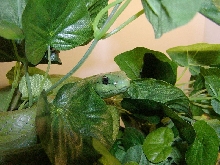 Philodryas olfersii