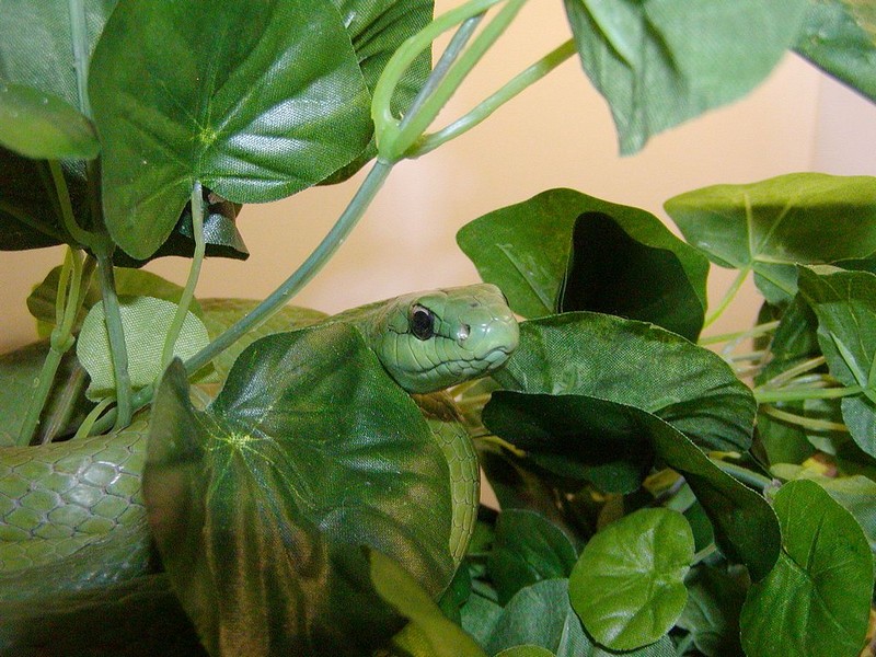 Philodryas olfersii