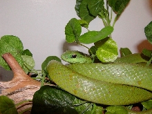 Philodryas olfersii