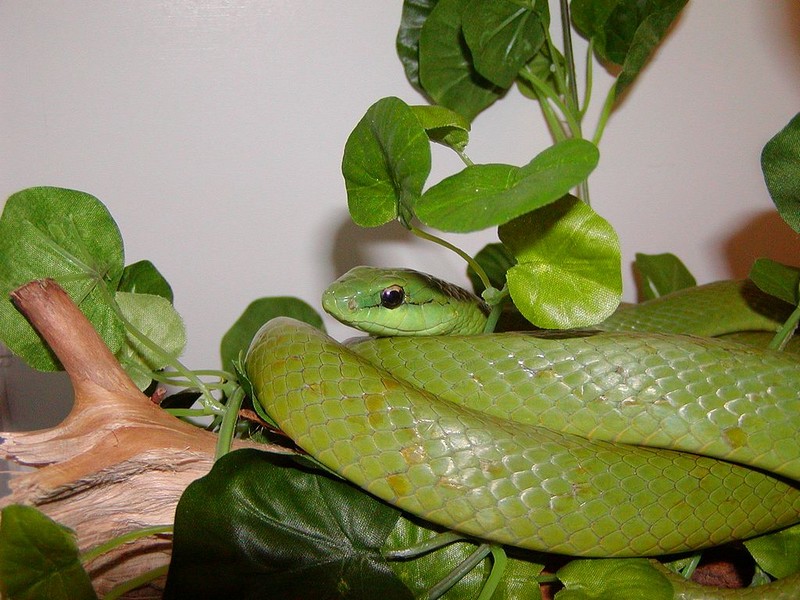 Philodryas olfersii