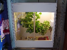 Terrarium
