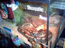 this is my new girl kaze