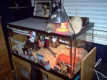 Ball Pythons cage