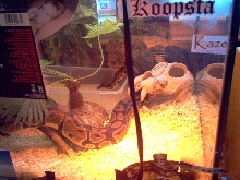 koopsta