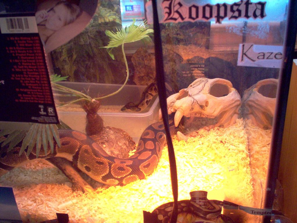 koopsta