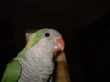 Max