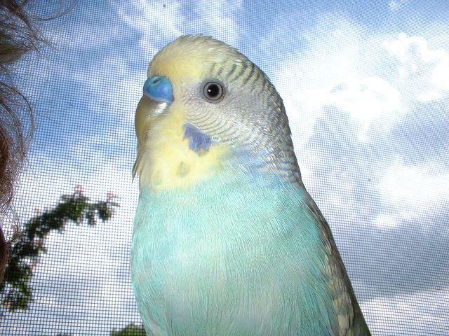Puffy in the sky (no diamonds)