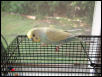 Stop canaries!