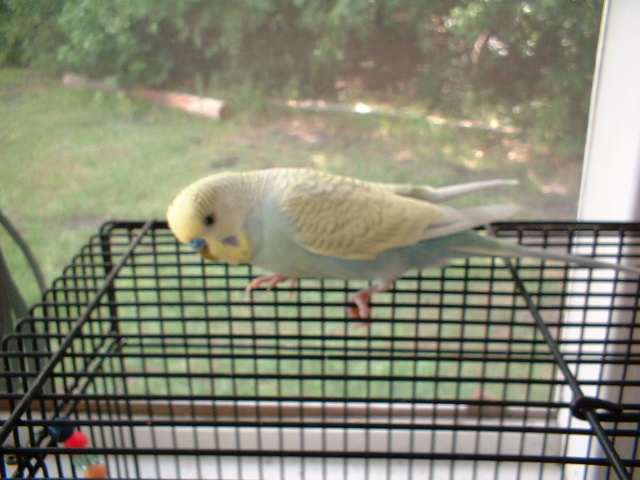 Stop canaries!