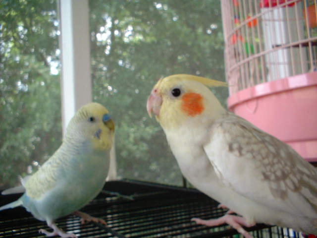 Puffy talking to Sookie