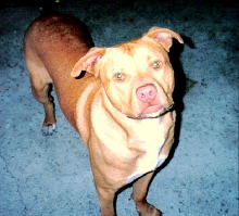 Tazz