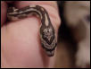 a new arrival