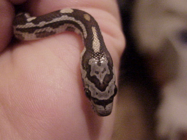 a new arrival
