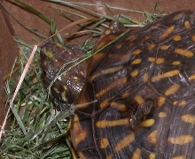 Brothers Turtle