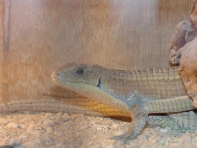 Sudan Plated Lizards