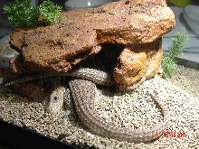 Sudan Plated Lizards too