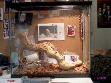 snake tank