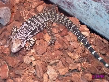 Tegu