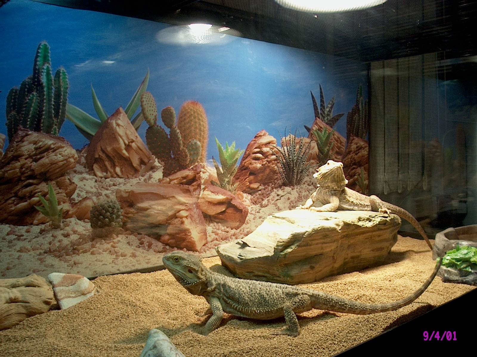Bearded Dragons