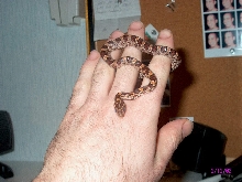 Normal Corn Snake