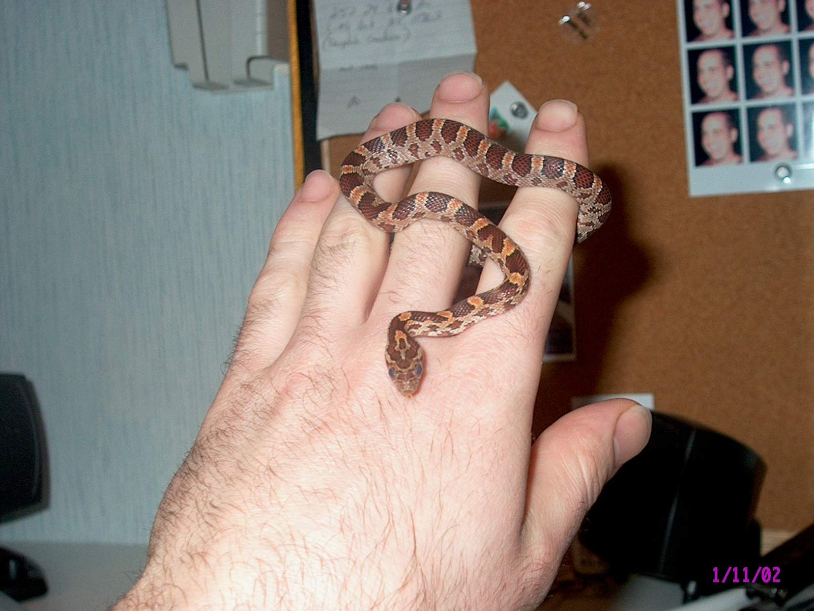 Normal Corn Snake