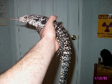 tegu