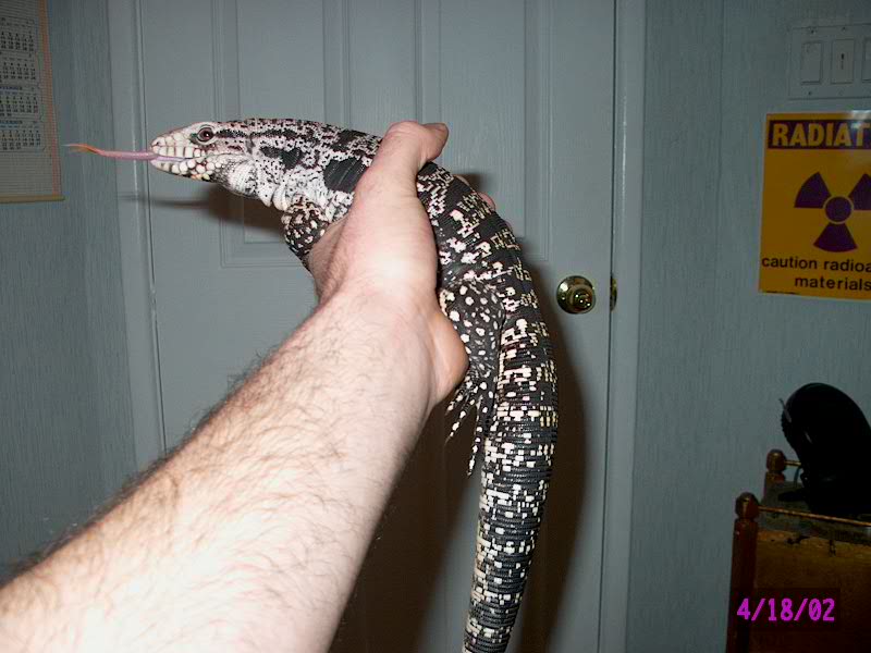 tegu