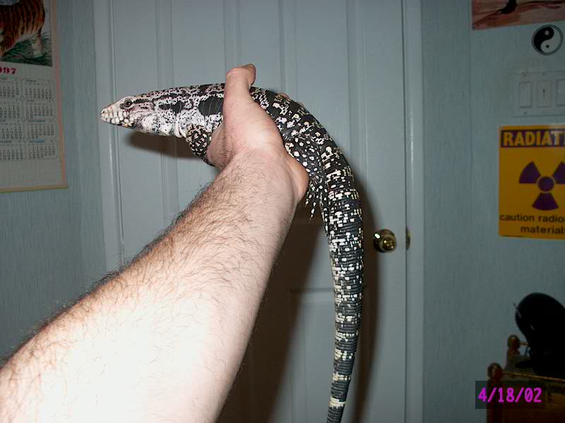 tegu