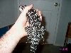 tegu